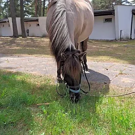 Osrodek Wypoczynkowy Jelonek * Wolsztyn